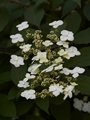 Hydrangea heteromalla Hortensja miękkowłosa